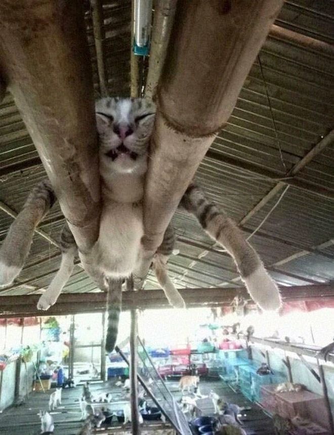 Cute Cats (19 pics)