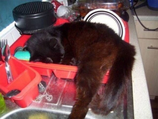 Cute Cats (19 pics)