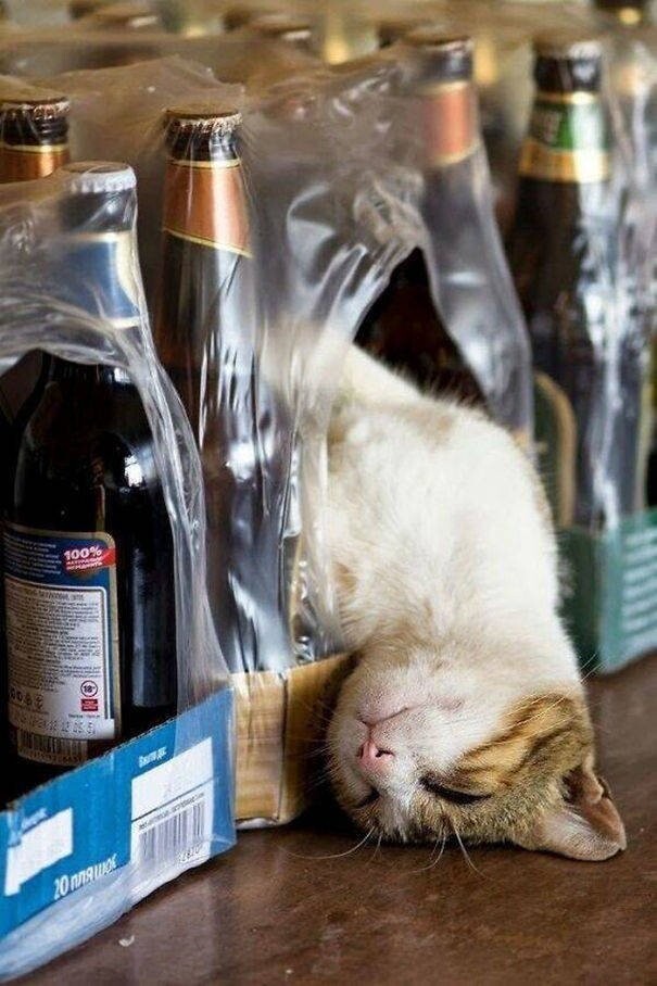 Cute Cats (19 pics)