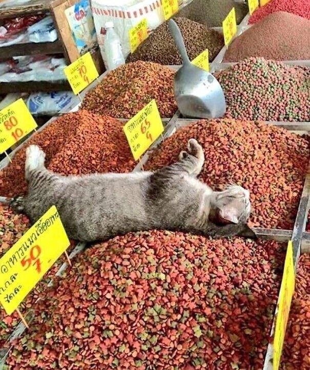 Cute Cats (19 pics)