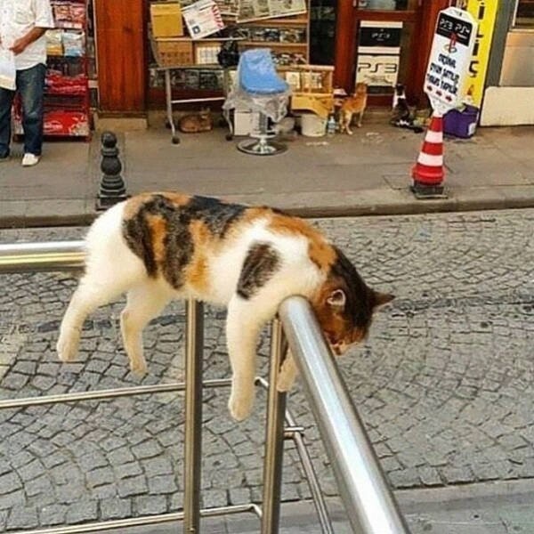 Cute Cats (19 pics)