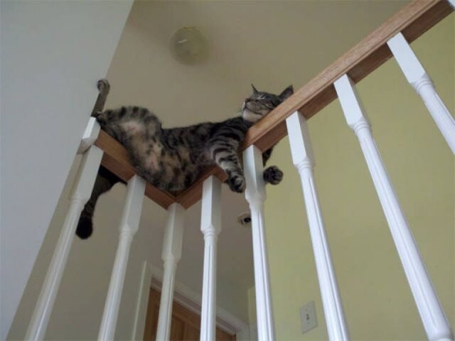 Cute Cats (19 pics)