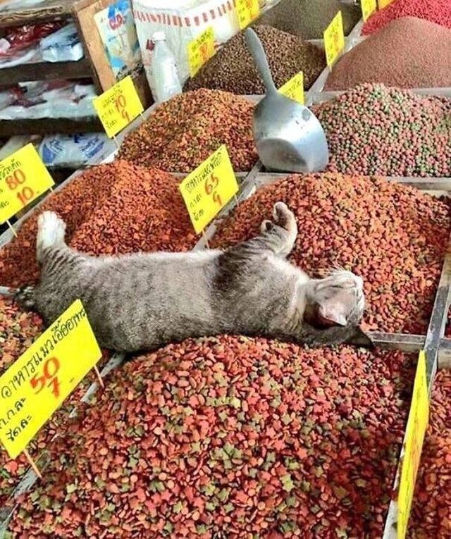 Cute Cats (19 pics)