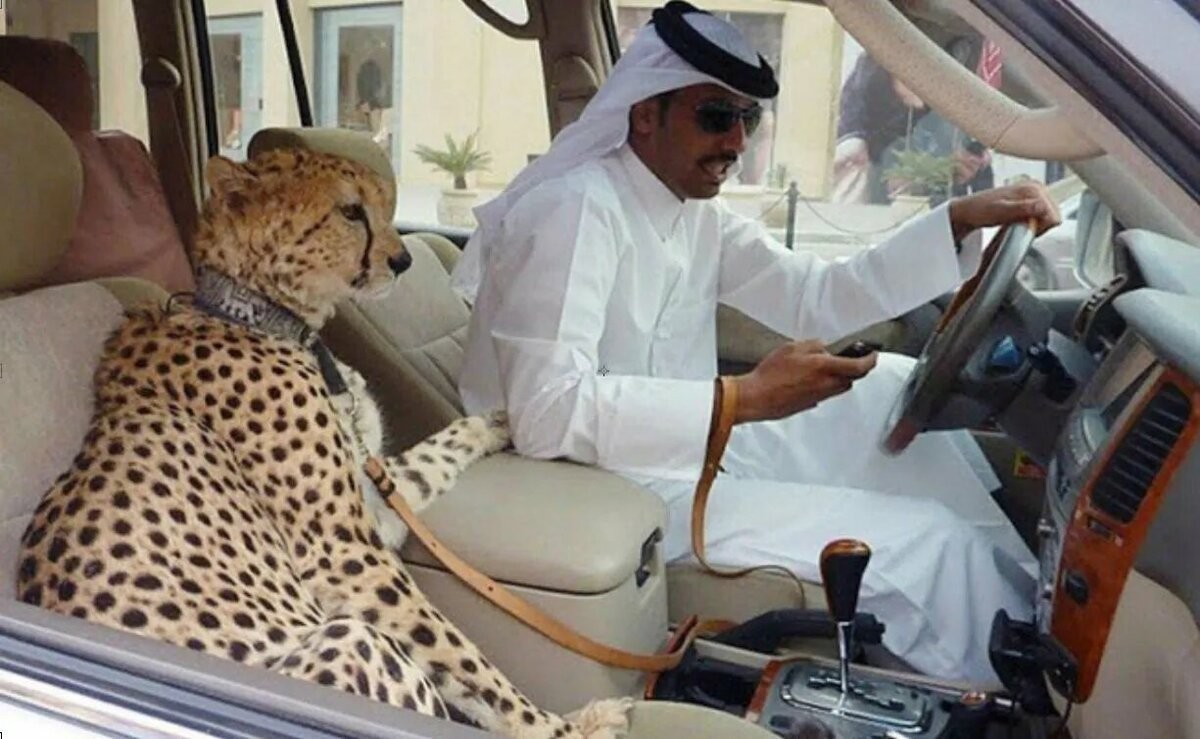 Interesting Photos From Dubai (17 pics)