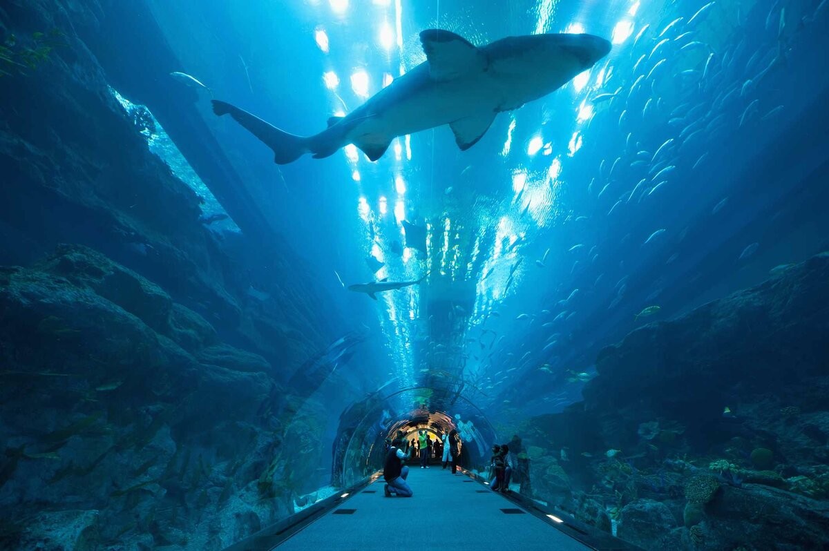 Interesting Photos From Dubai (17 pics)