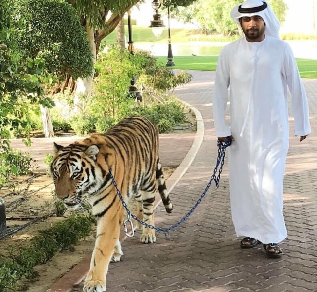 Interesting Photos From Dubai (17 pics)