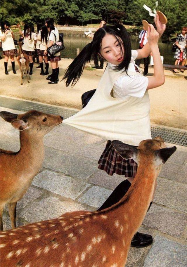 Funny Animals (45 pics)