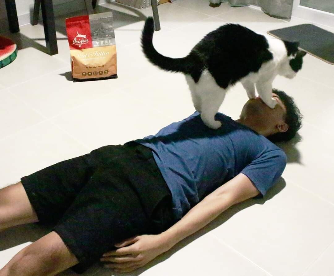 Cute Cats (20 pics)
