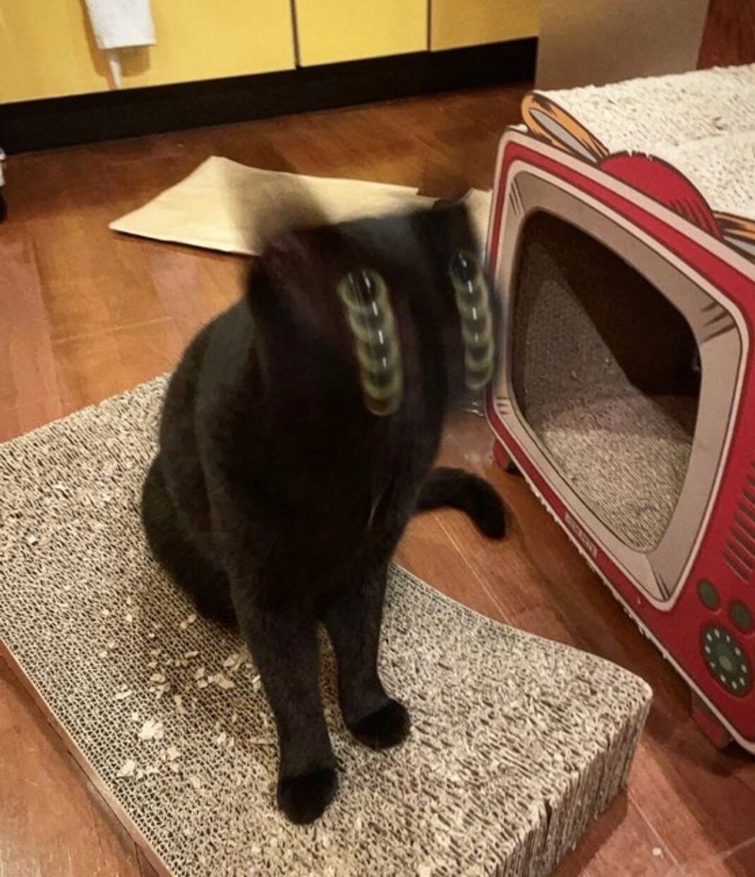 Cute Cats (20 pics)