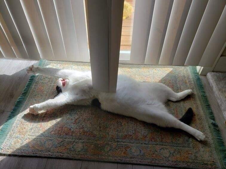 Cute Cats (20 pics)