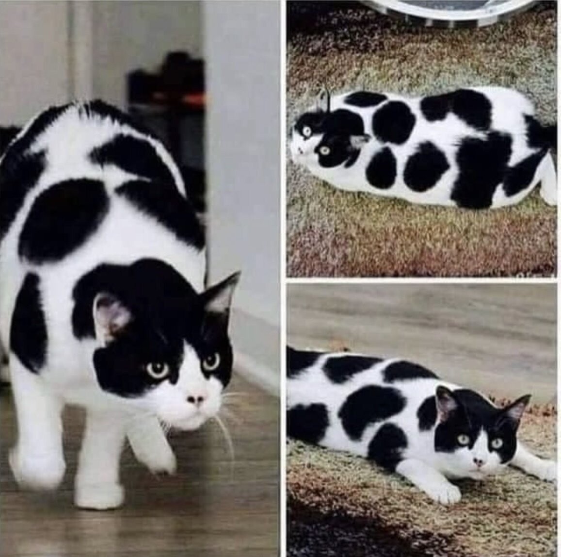 Cute Cats (20 pics)