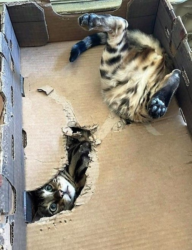 Cute Cats (20 pics)