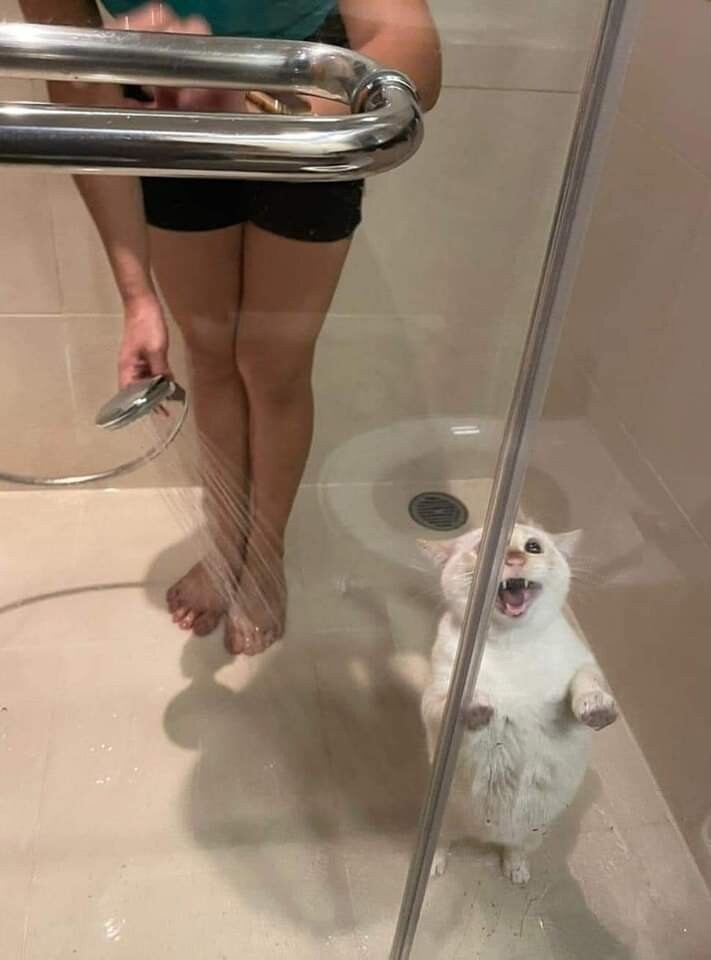 Cute Cats (20 pics)