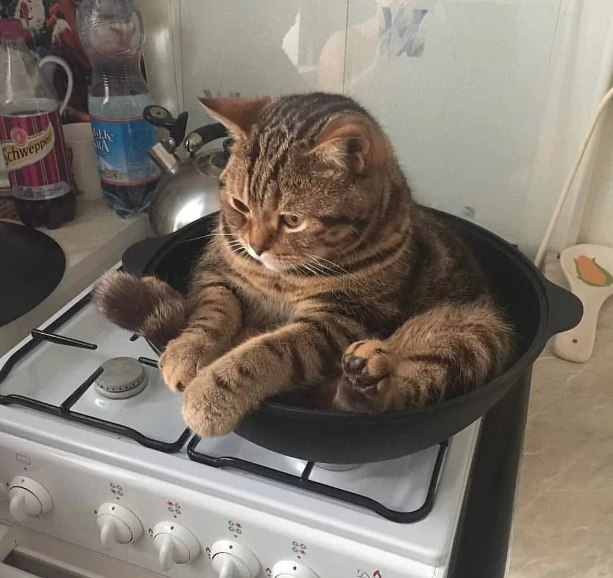 Cute Cats (20 pics)