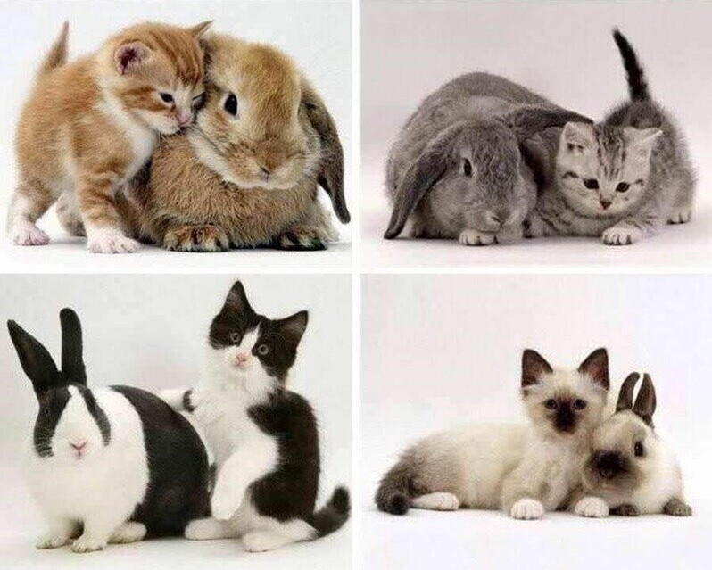 Cute Cats (20 pics)