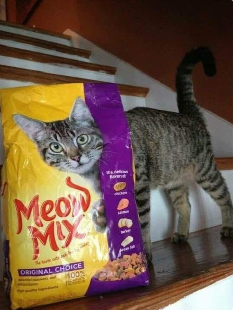 Cute Cats (20 pics)