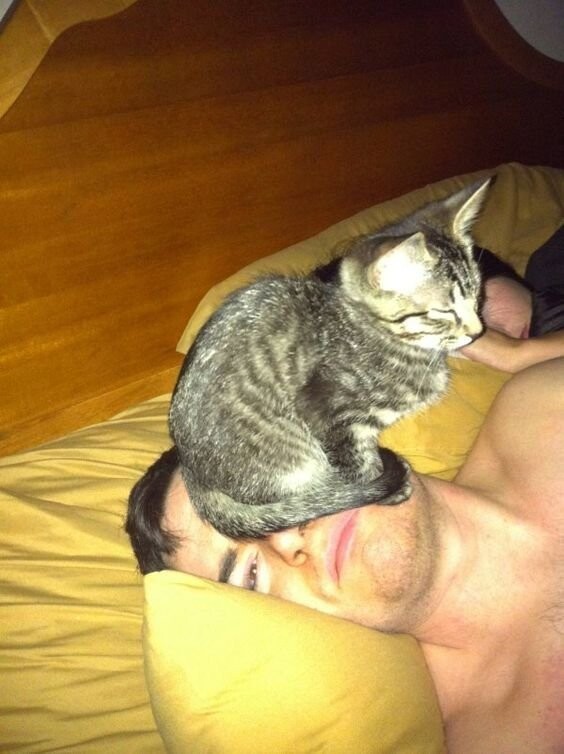 Cute Cats (20 pics)