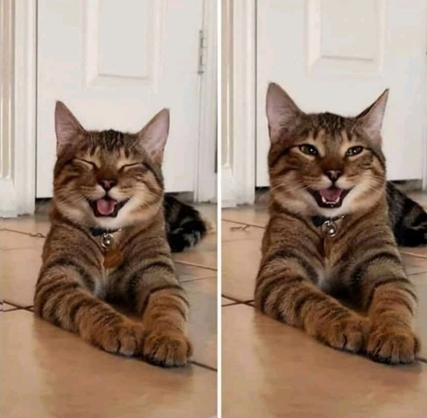 Cute Cats (20 pics)