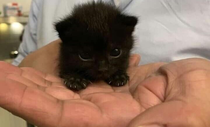Cute Cats (20 pics)