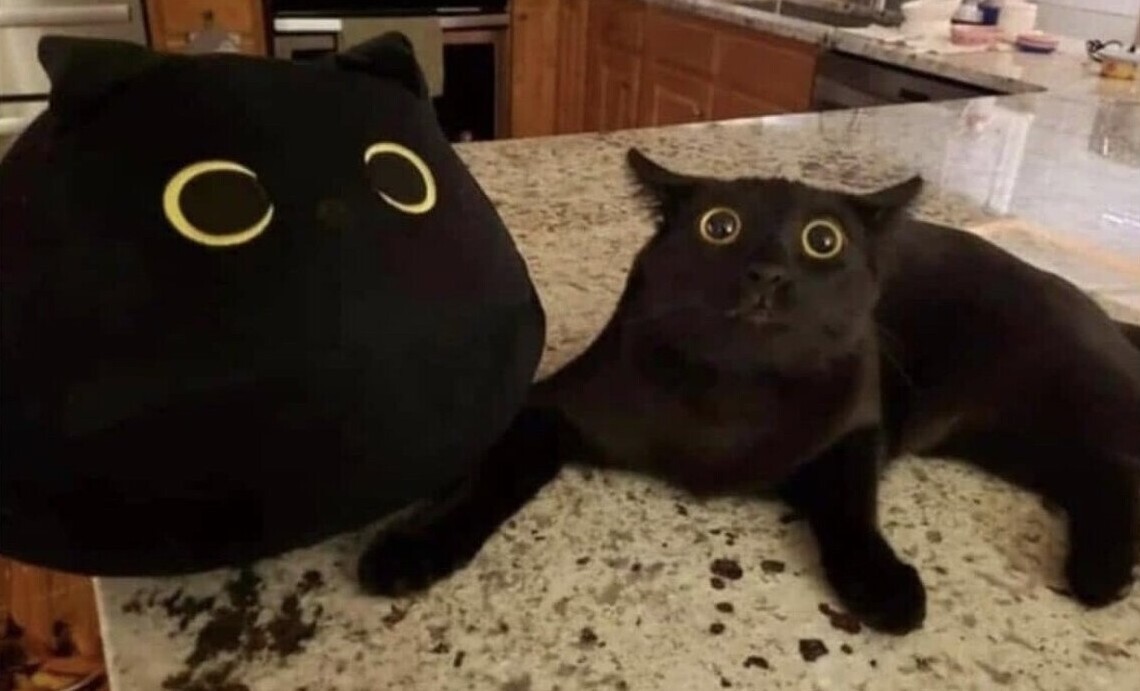 Cute Cats (20 pics)