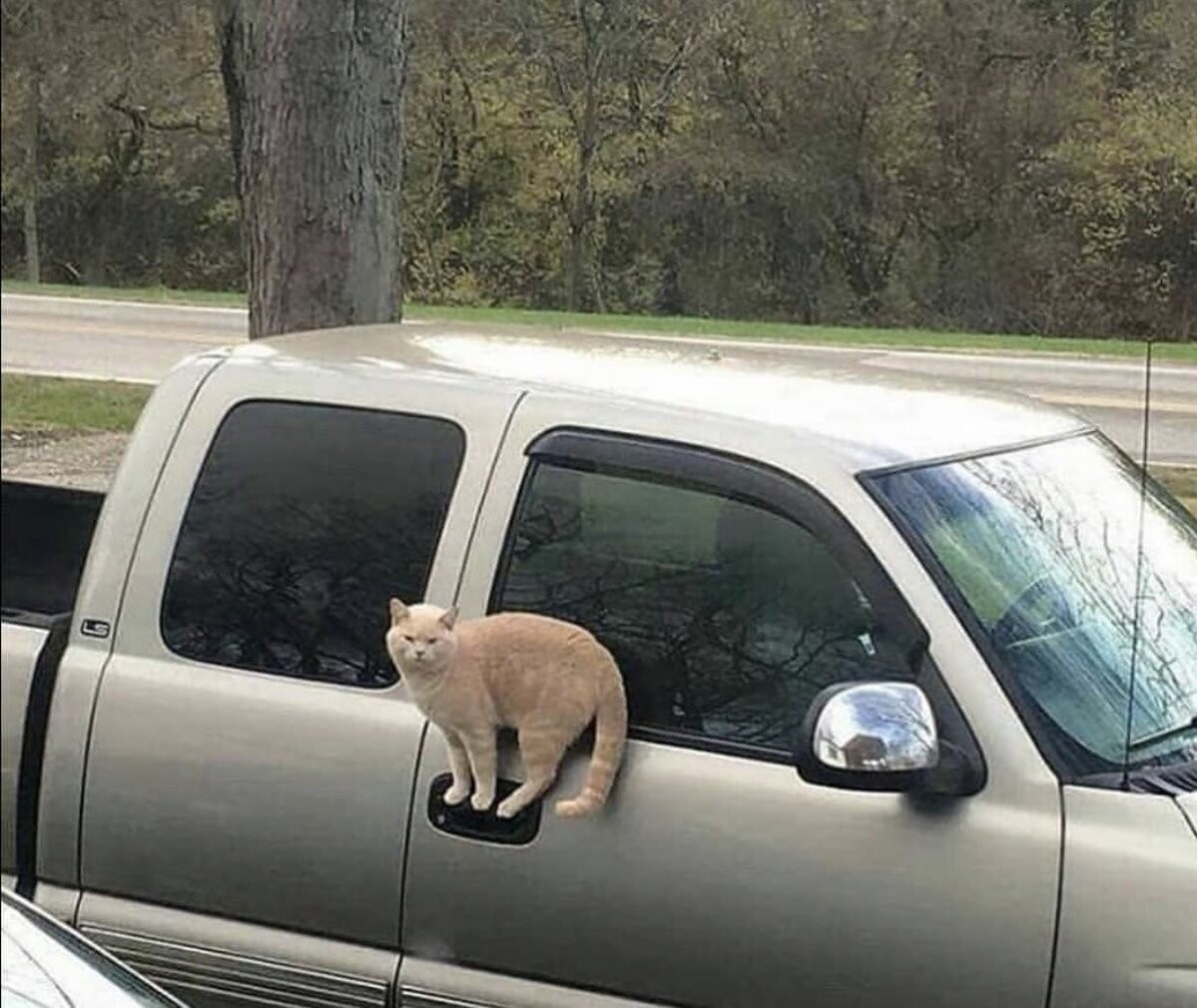 Cute Cats (20 pics)
