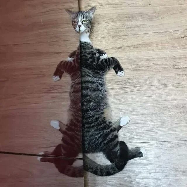 Cute Cats (20 pics)