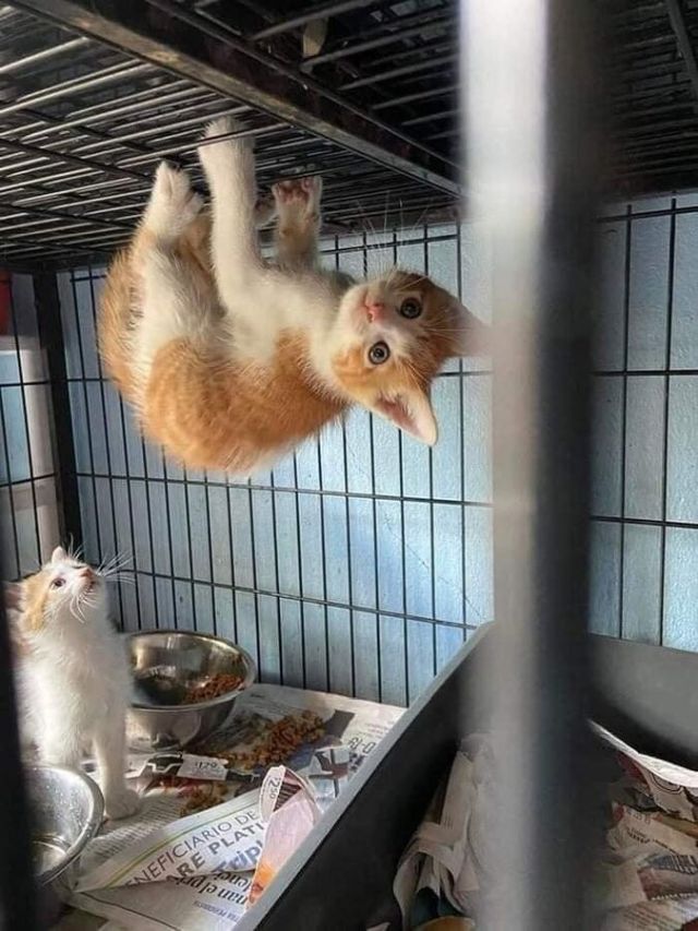 Cute Cats (20 pics)