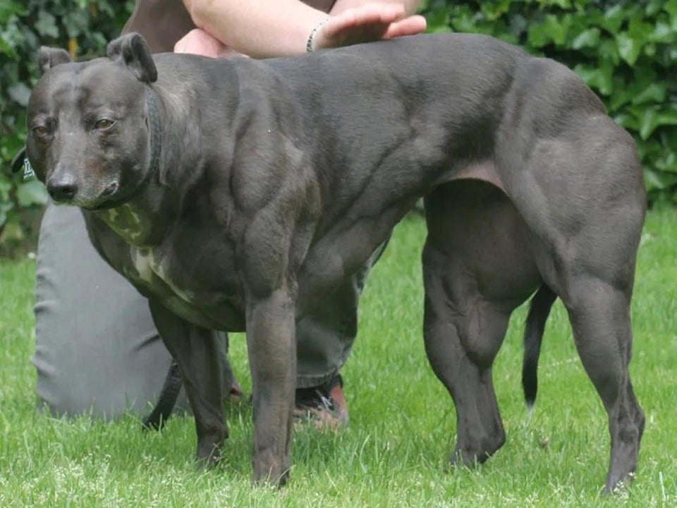 Unusual Mutations (14 pics)