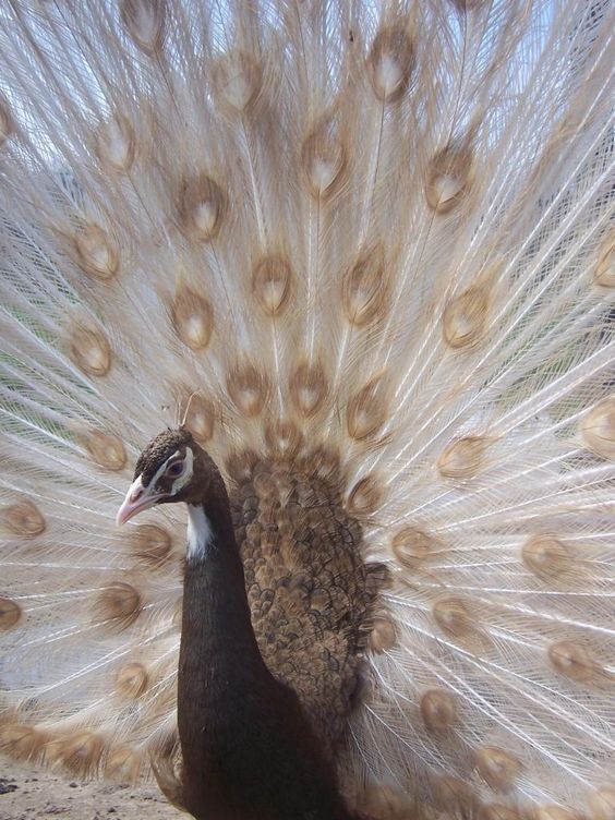 Unusual Mutations (14 pics)