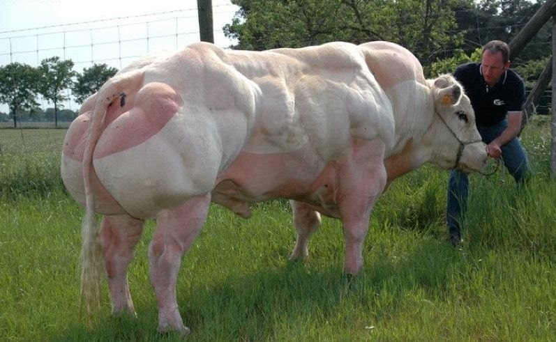 Unusual Mutations (14 pics)