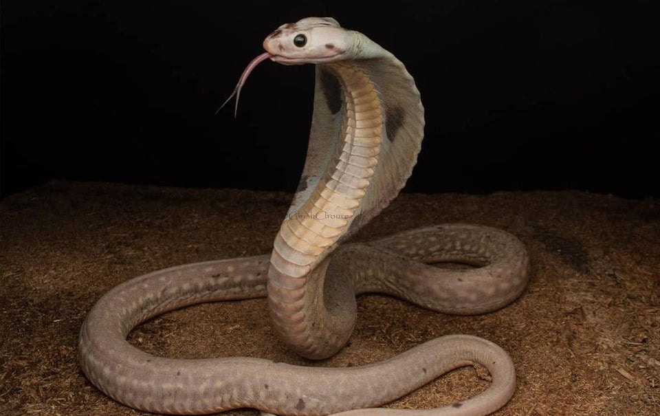 Unusual Mutations (14 pics)