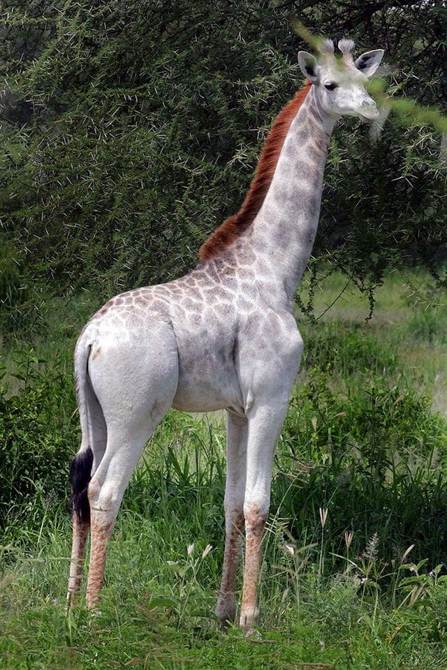Unusual Mutations (14 pics)