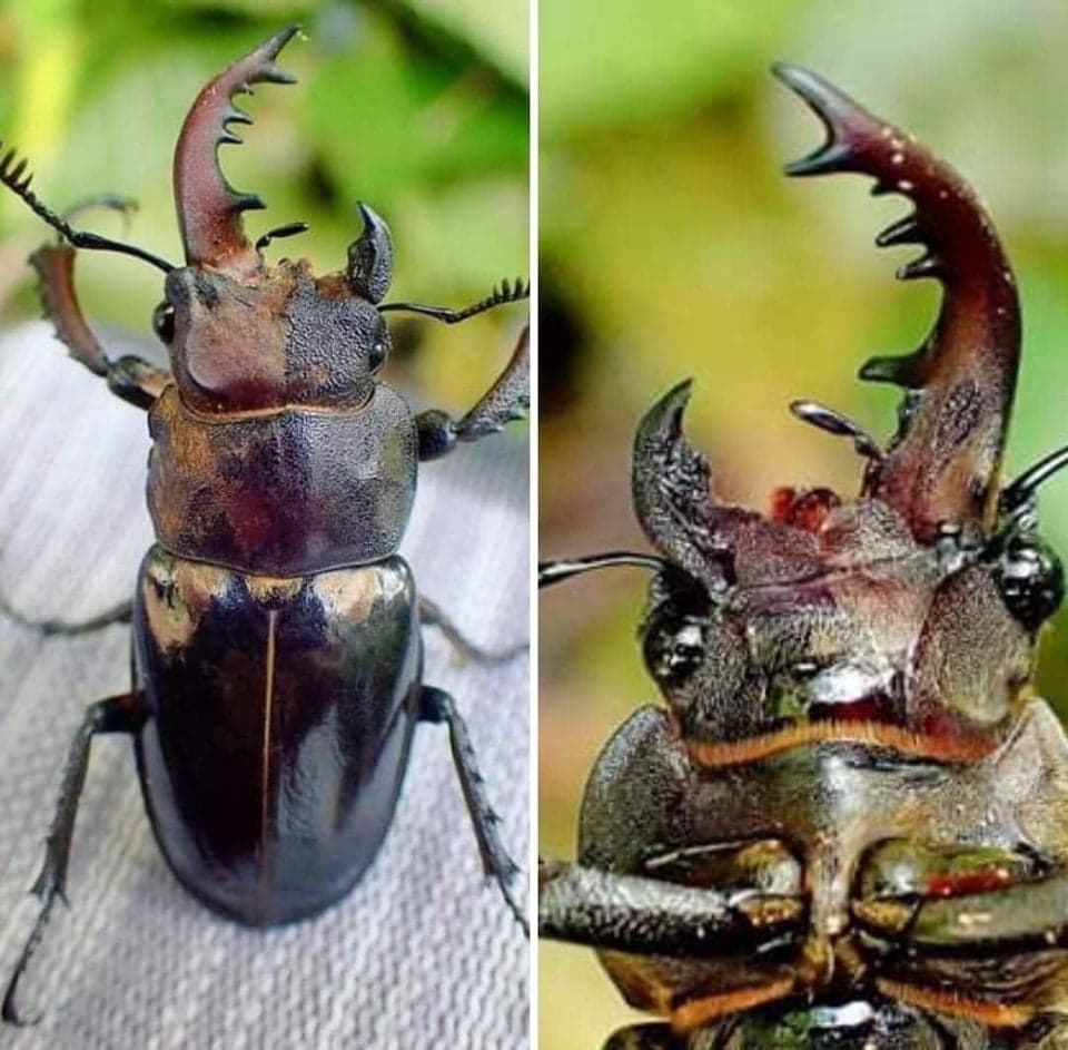Unusual Mutations (14 pics)