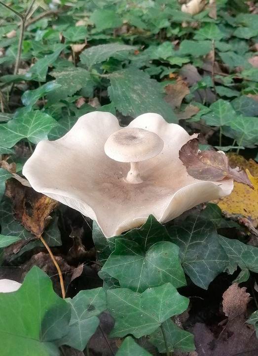Unusual Mutations (14 pics)