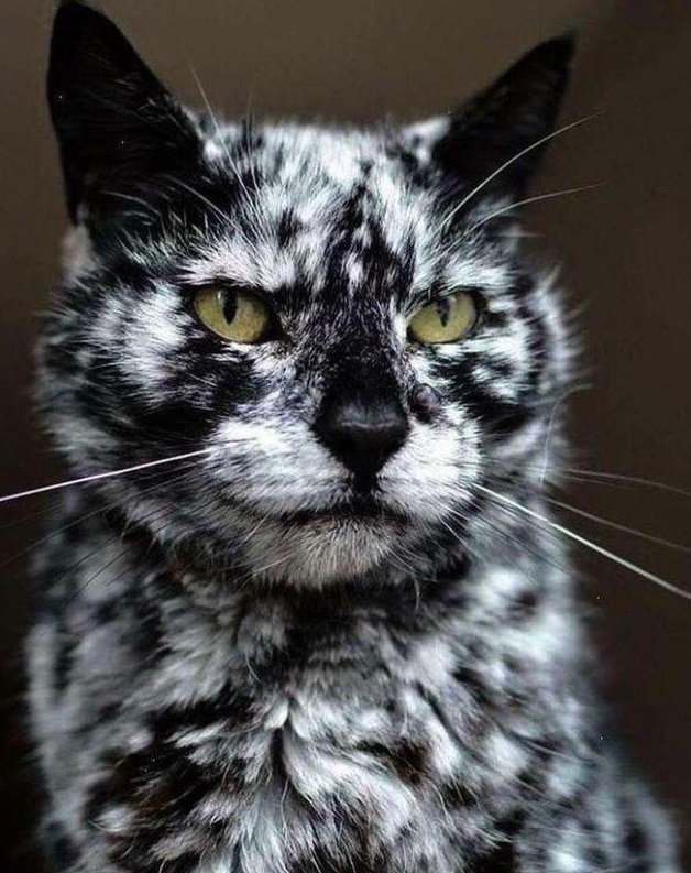 Unusual Mutations (14 pics)