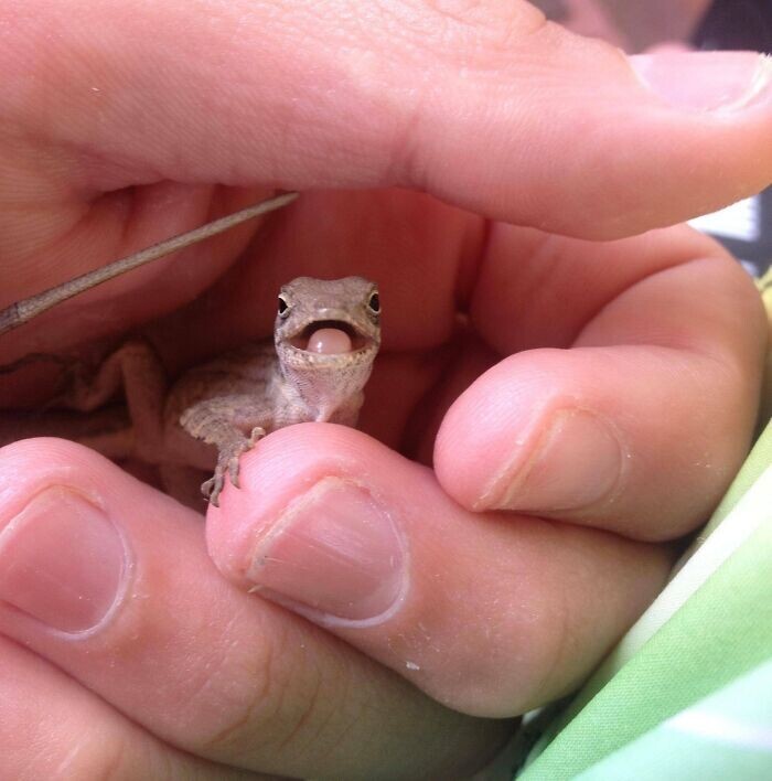 Funny And Cute Lizards (16 pics)