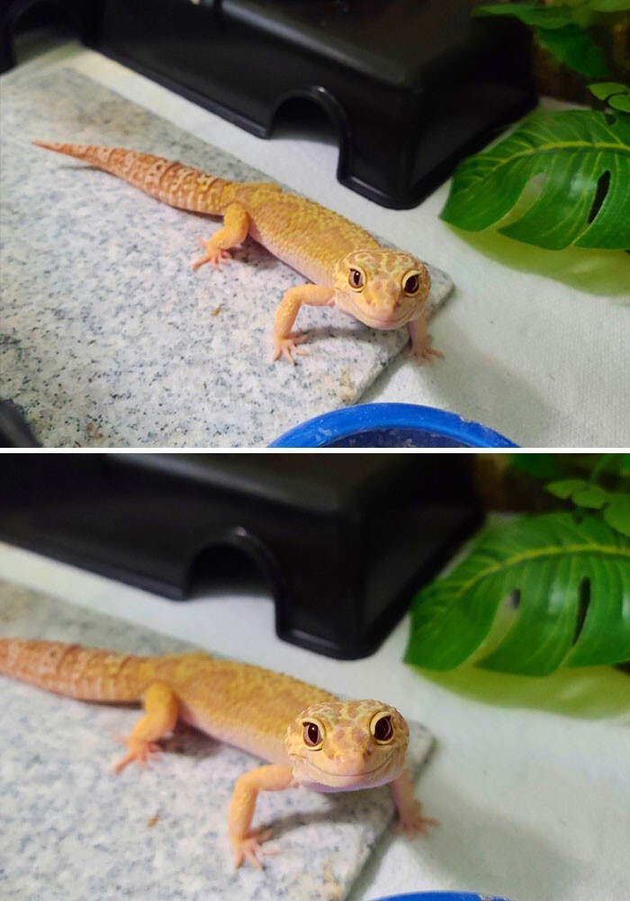 Funny And Cute Lizards (16 pics)