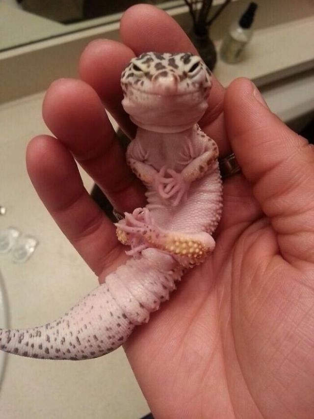 Funny And Cute Lizards (16 pics)