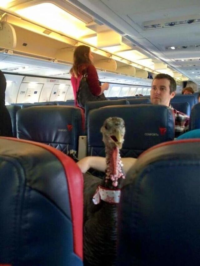 Annoying Passengers (17 pics)