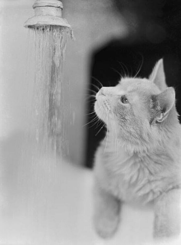 Vintage Cats Photos (24 pics)