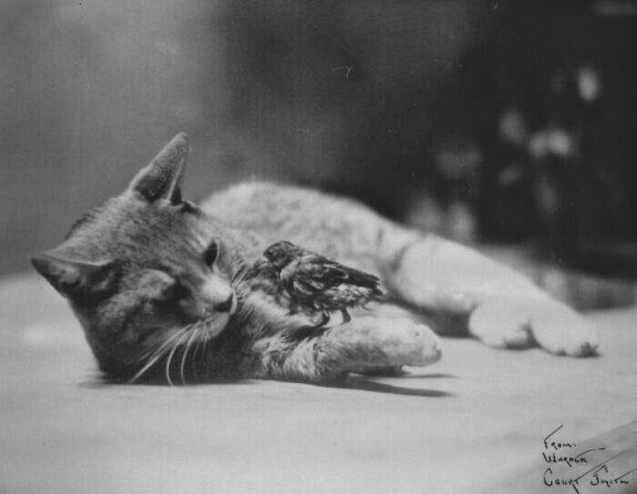 Vintage Cats Photos (24 pics)