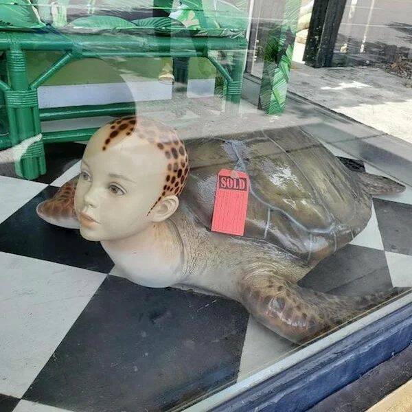 Odd Finds In Thrift Shops (15 pics)