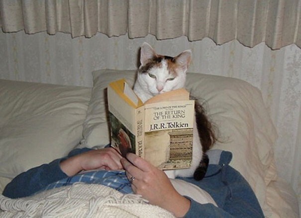 Impudent Cats (23 pics)