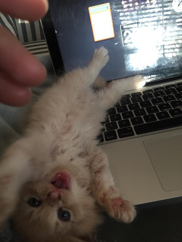 Impudent Cats (23 pics)