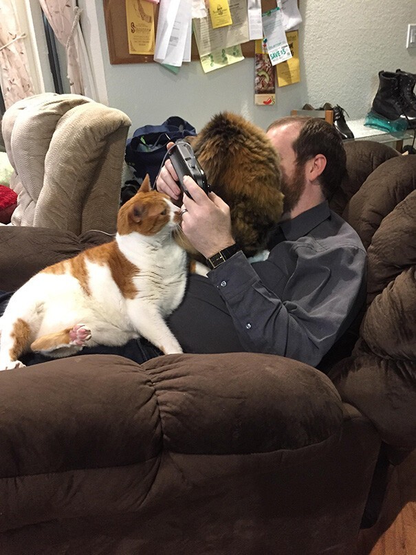 Impudent Cats (23 pics)