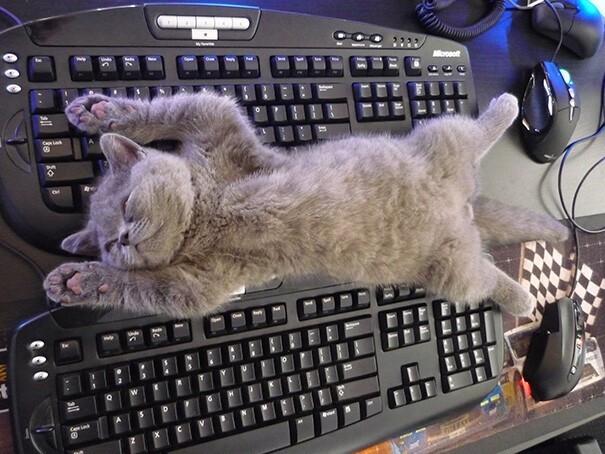 Impudent Cats (23 pics)