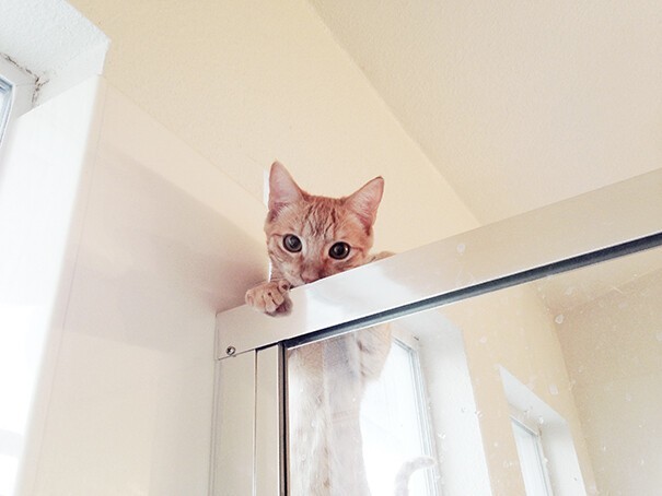 Impudent Cats (23 pics)