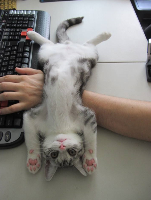 Impudent Cats (23 pics)