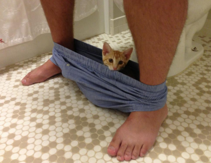 Impudent Cats (23 pics)