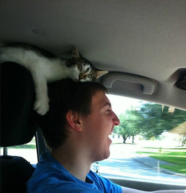 Impudent Cats (23 pics)
